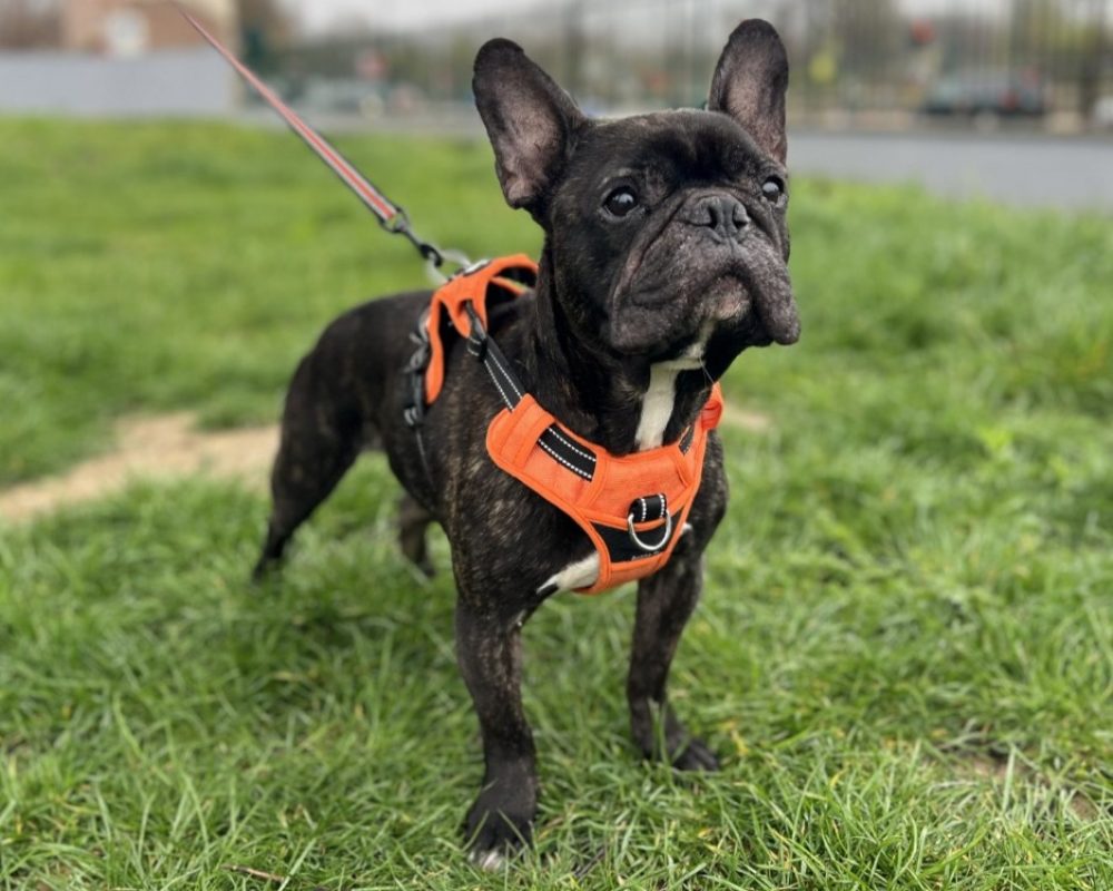 Simba - Chien Bouledogue Français à adopter - photo 2