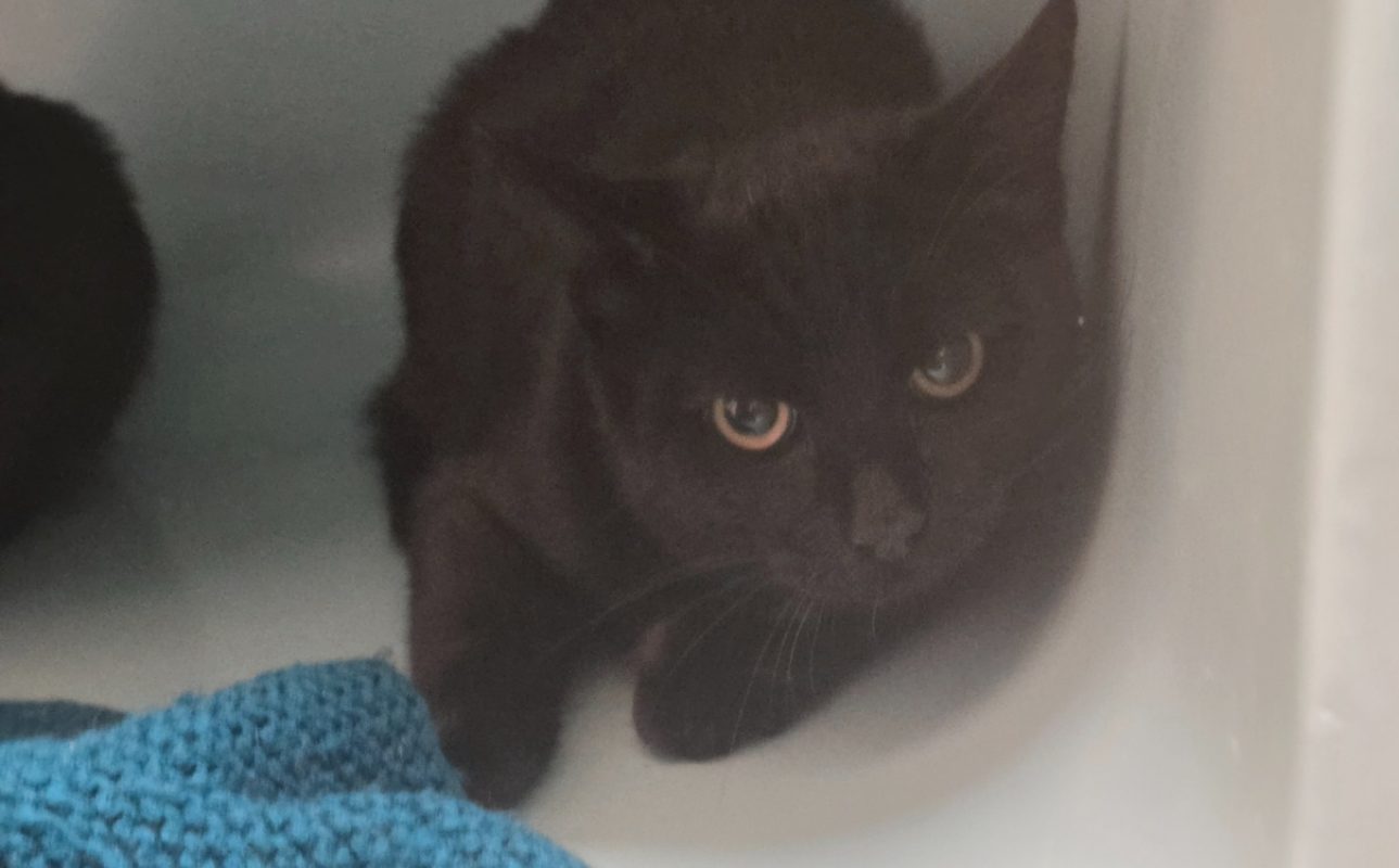 Verdi - Chat Européen à adopter