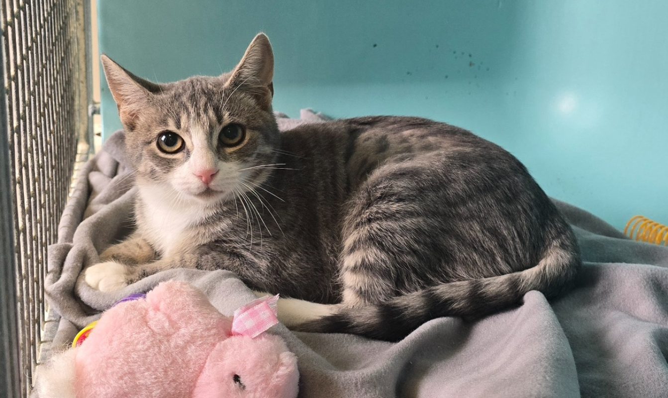 Thelma - Chat Européen à adopter