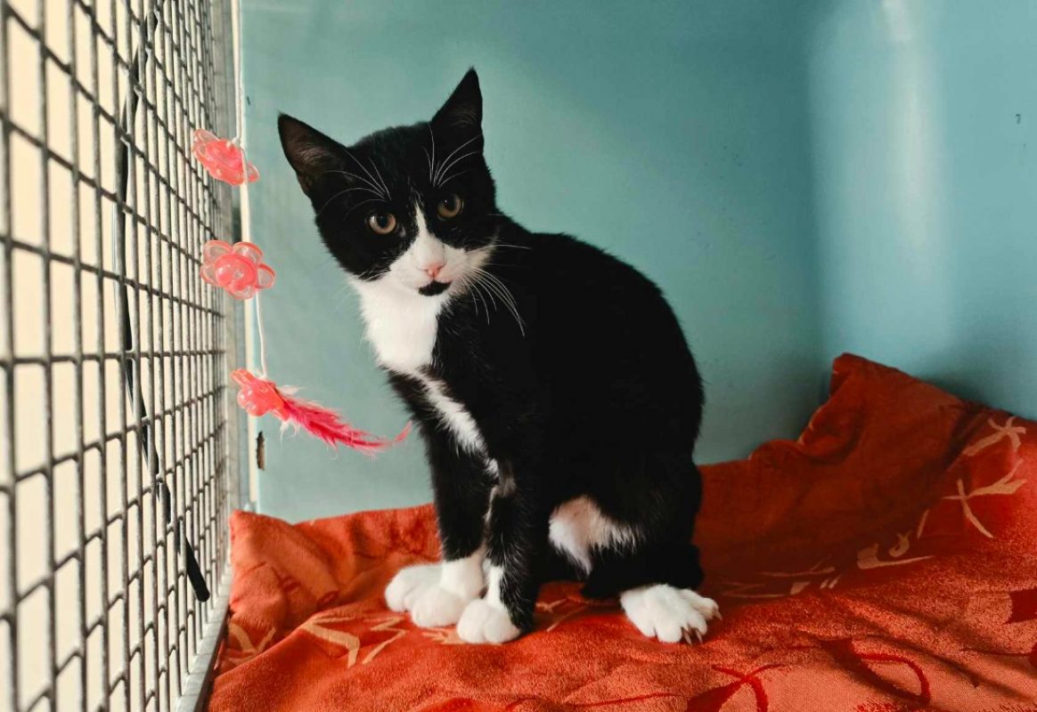 Clyde - Chat Européen à adopter