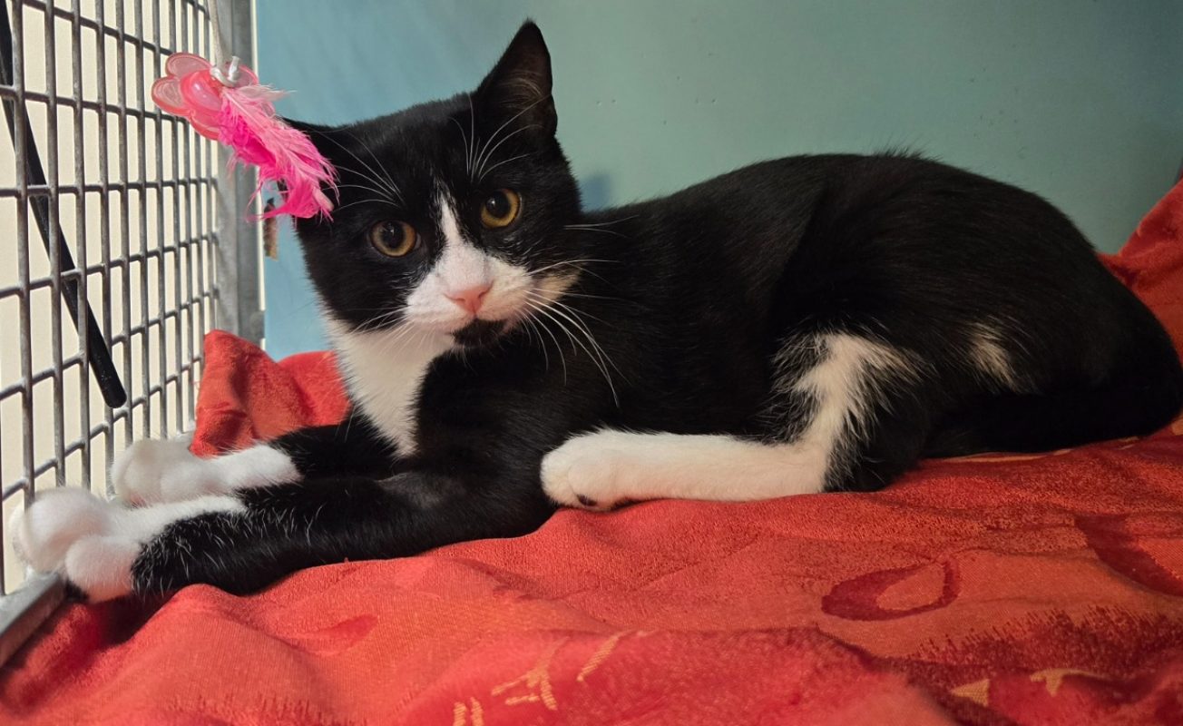 Clyde - Chat Européen à adopter - photo 2