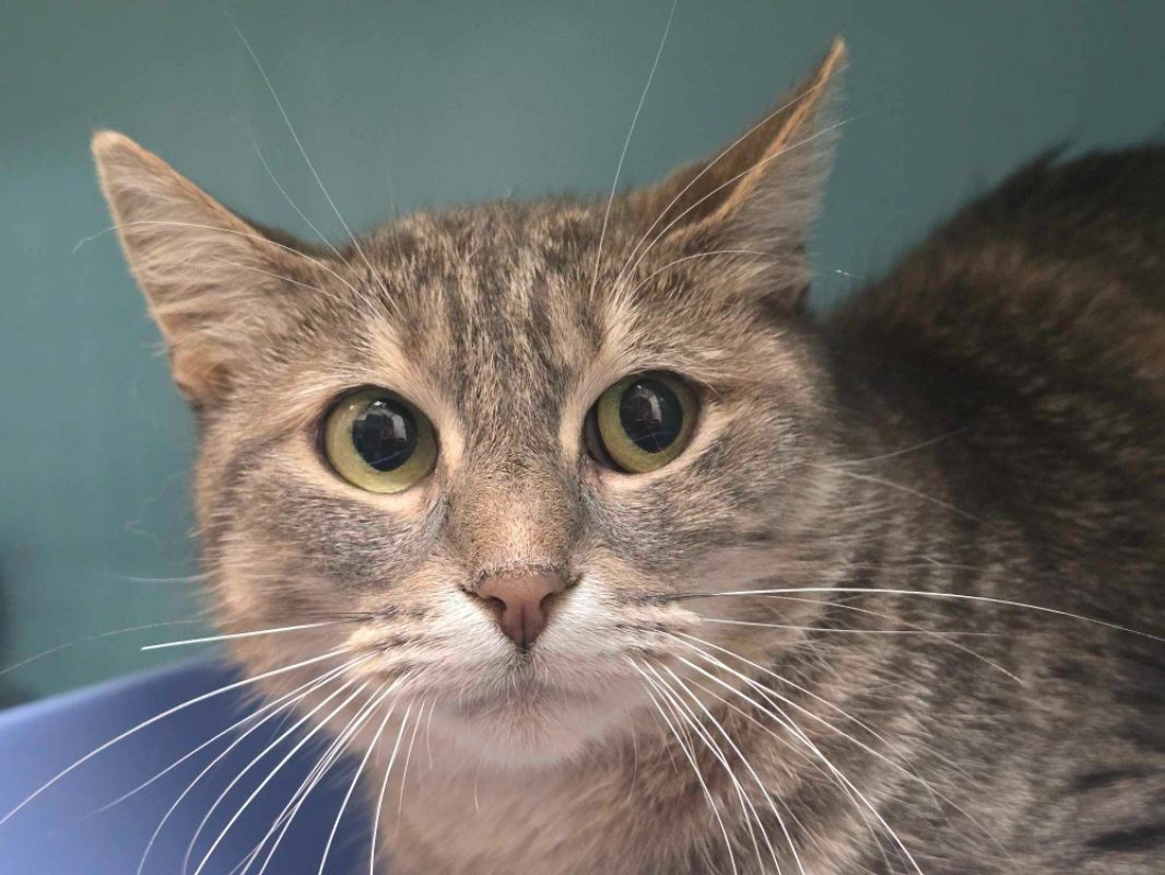Louise - Chat Européen à adopter