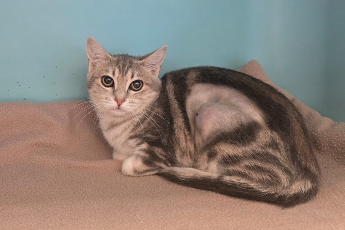 Bonnie - Chat Européen à adopter