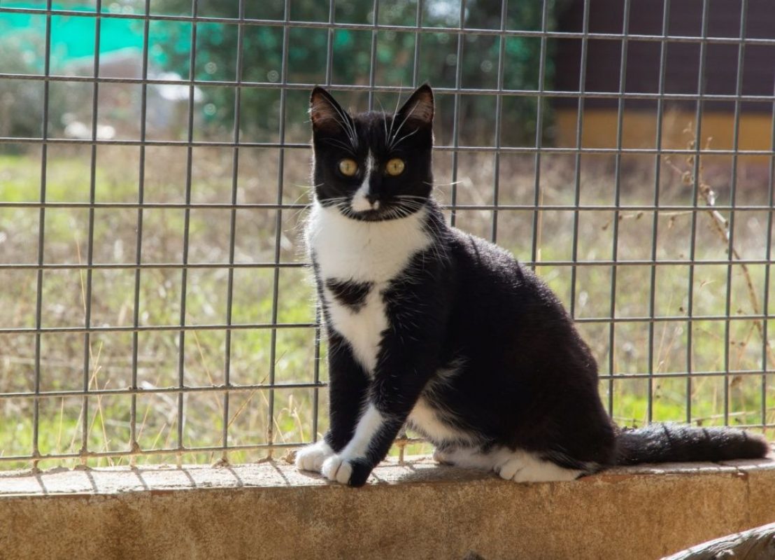 Bonnie - Chat à adopter - photo 2