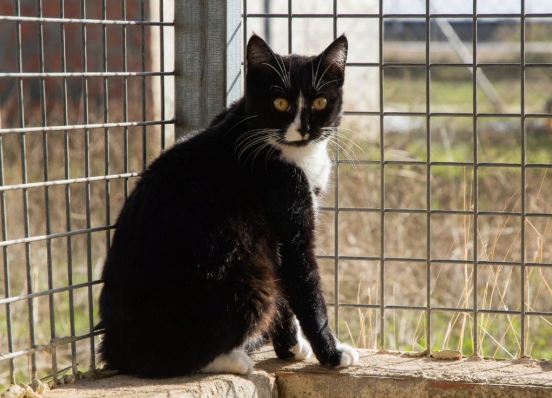 Bonnie - Chat à adopter - photo 9
