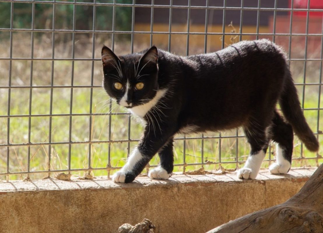 Bonnie - Chat à adopter - photo 6