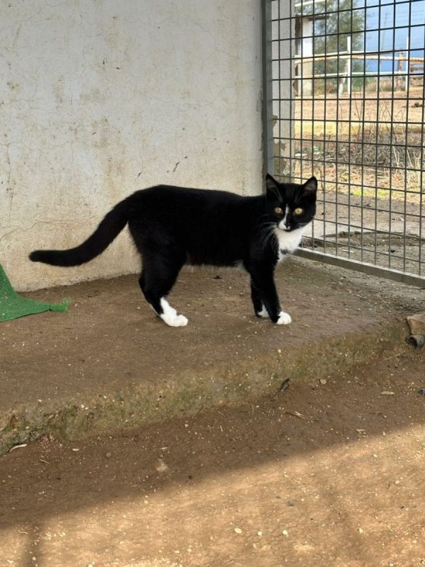 Bonnie - Chat à adopter - photo 7