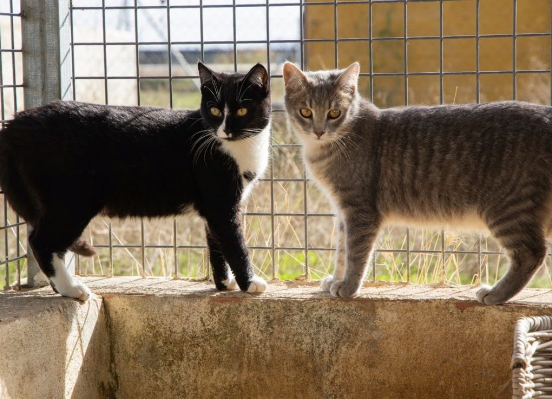 Bonnie - Chat à adopter - photo 5