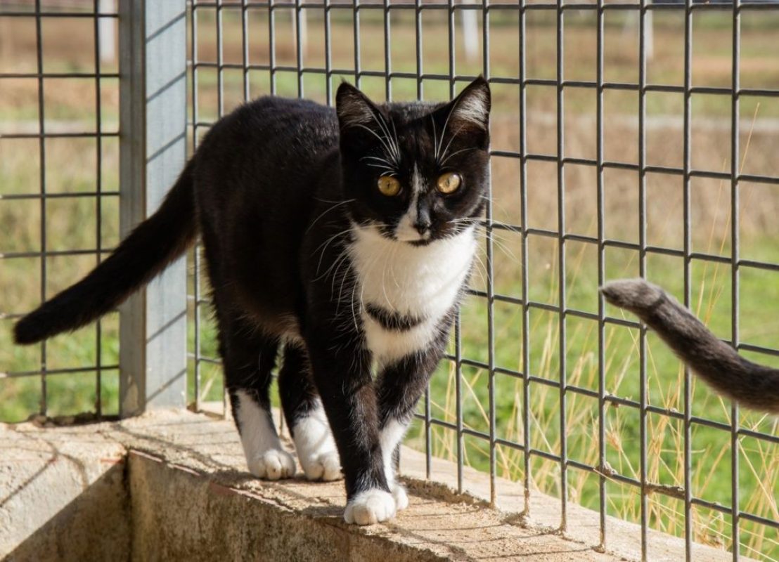 Bonnie - Chat à adopter - photo 4