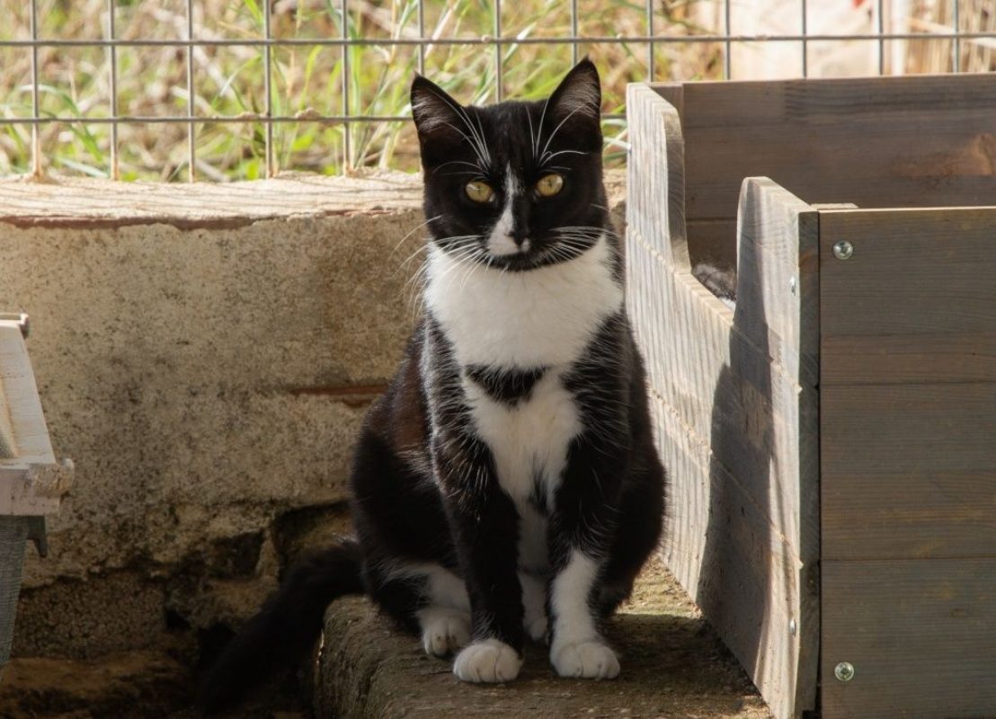 Bonnie - Chat à adopter