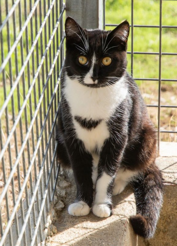 Bonnie - Chat à adopter - photo 8