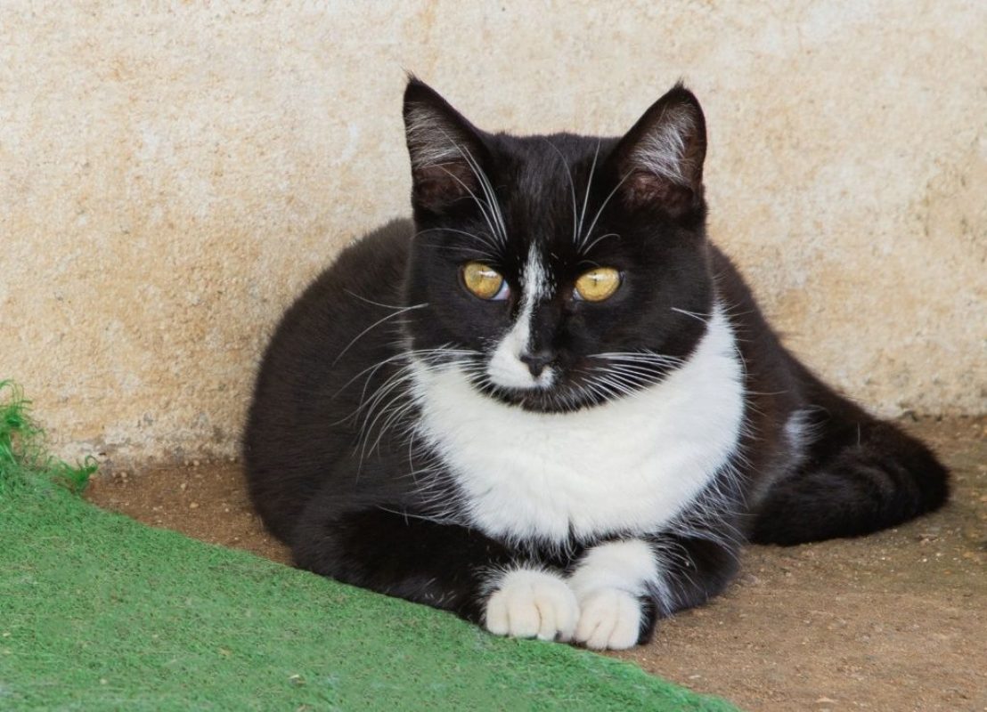 Bonnie - Chat à adopter - photo 3