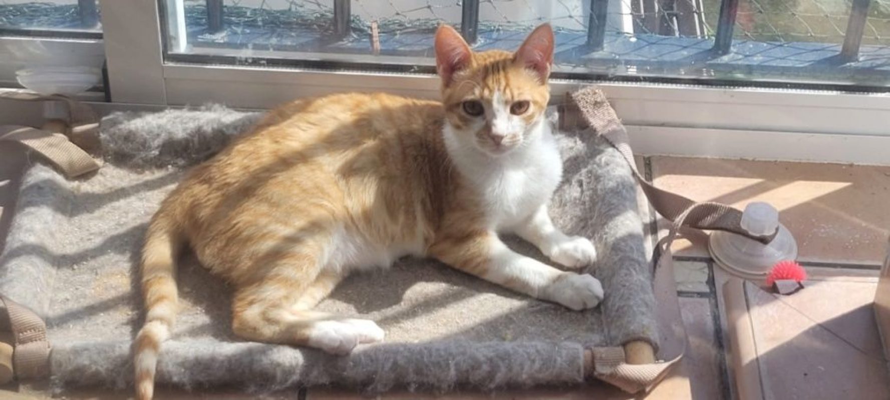 Tino - Chat à adopter - photo 4