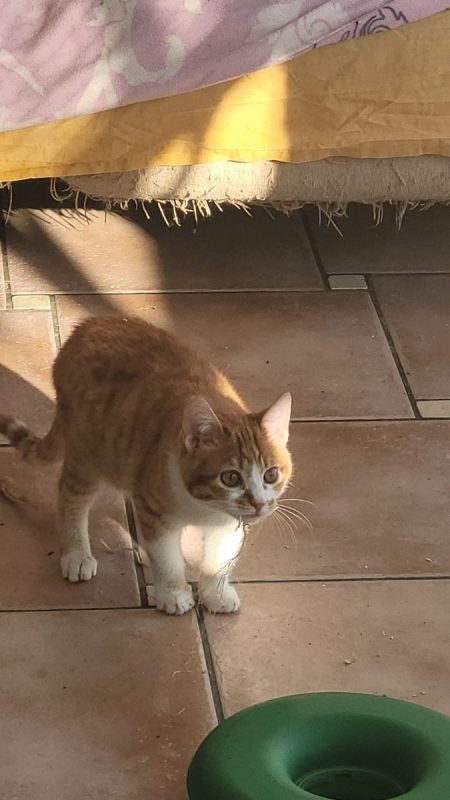 Tino - Chat à adopter - photo 6