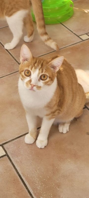 Tino - Chat à adopter - photo 5