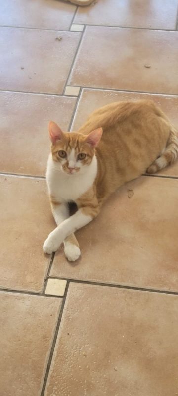 Tino - Chat à adopter
