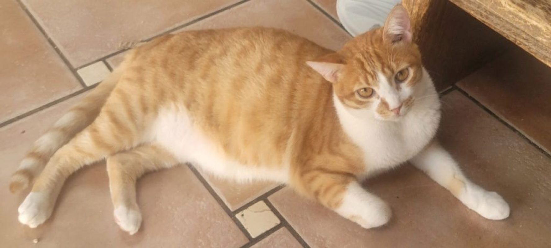 Tino - Chat à adopter - photo 2
