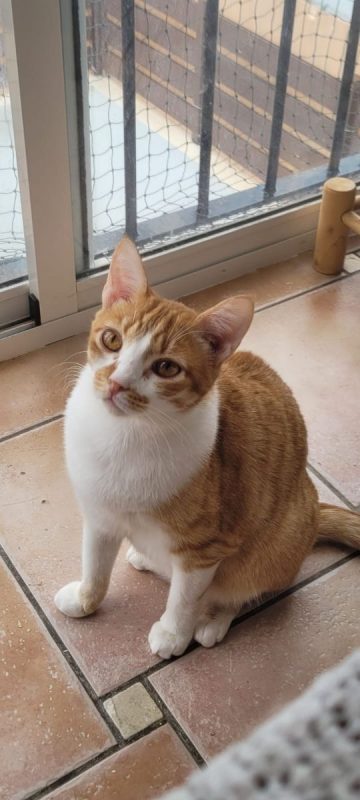 Tino - Chat à adopter - photo 3