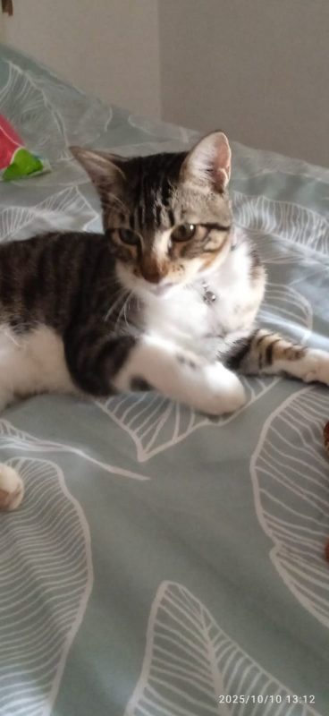 Bambino - Chat à adopter - photo 3