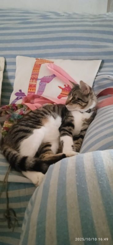 Bambino - Chat à adopter - photo 2