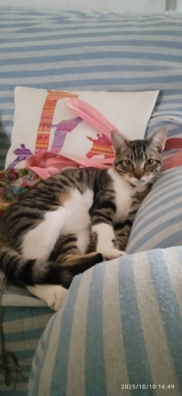 Bambino - Chat à adopter