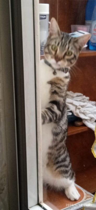 Bambino - Chat à adopter - photo 5