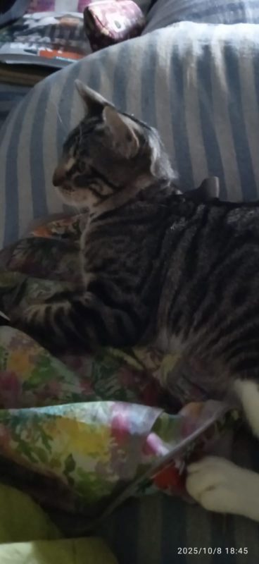 Bambino - Chat à adopter - photo 4