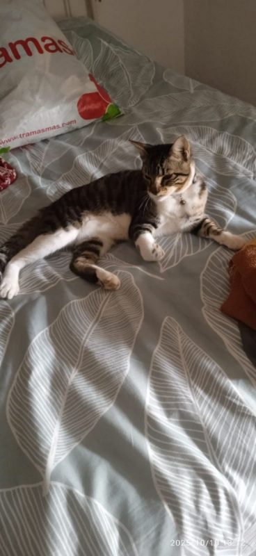 Bambino - Chat à adopter - photo 7