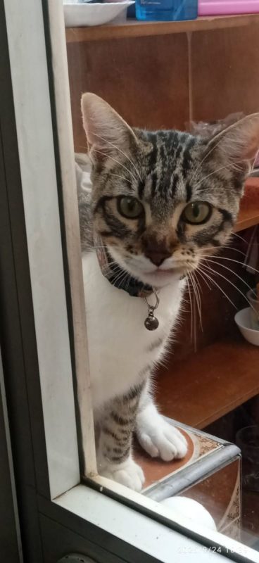 Bambino - Chat à adopter - photo 6