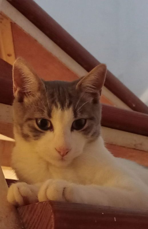 Elvis - Chat à adopter