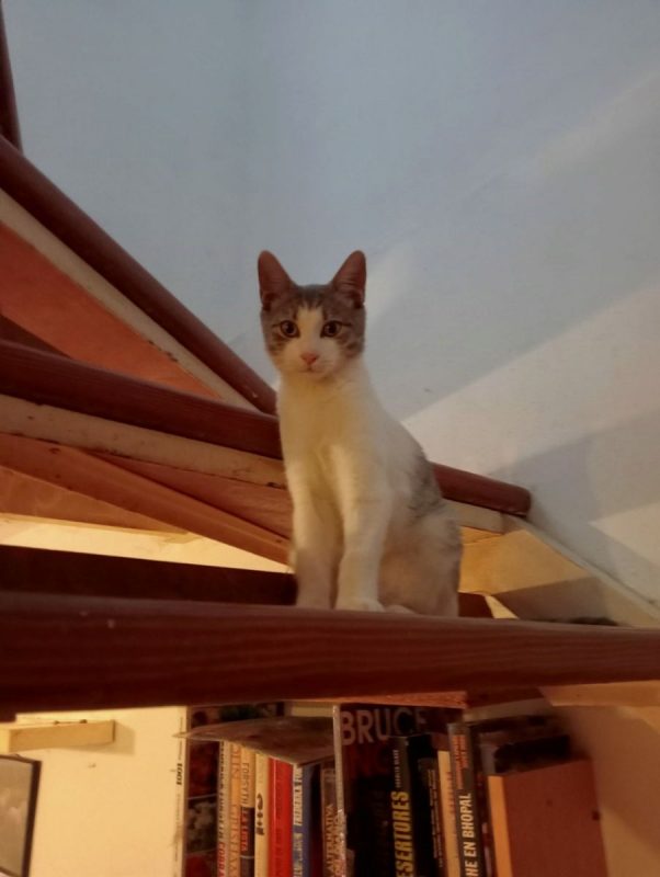 Elvis - Chat à adopter - photo 4