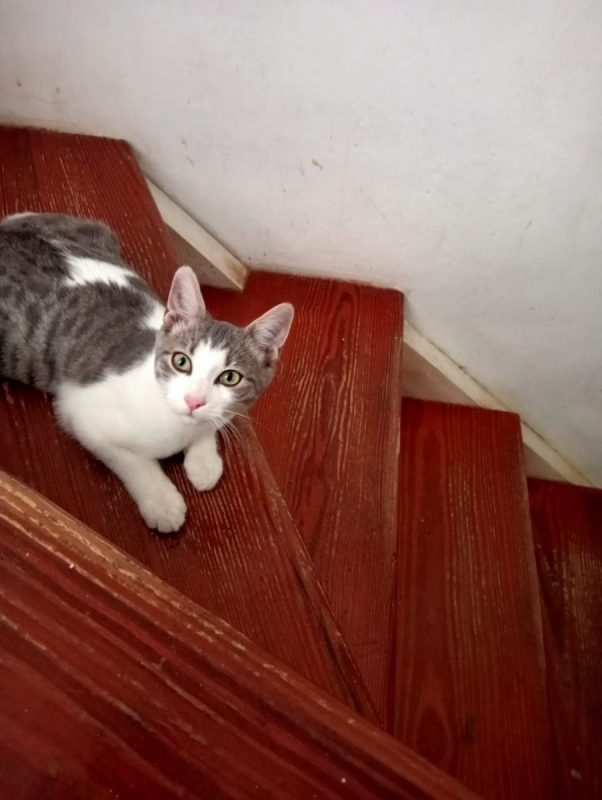 Elvis - Chat à adopter - photo 2