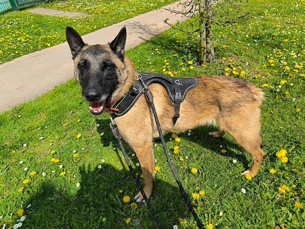Roméo - Chien Berger Belge Malinois à adopter - photo 2