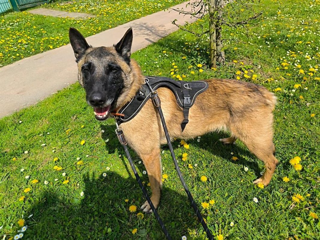 Roméo - Chien Berger Belge Malinois à adopter