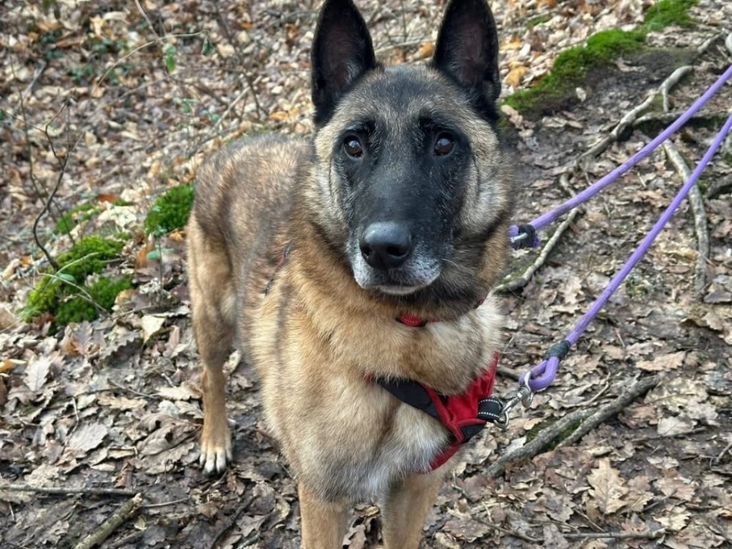 Roméo - Chien Berger Belge Malinois à adopter - photo 2
