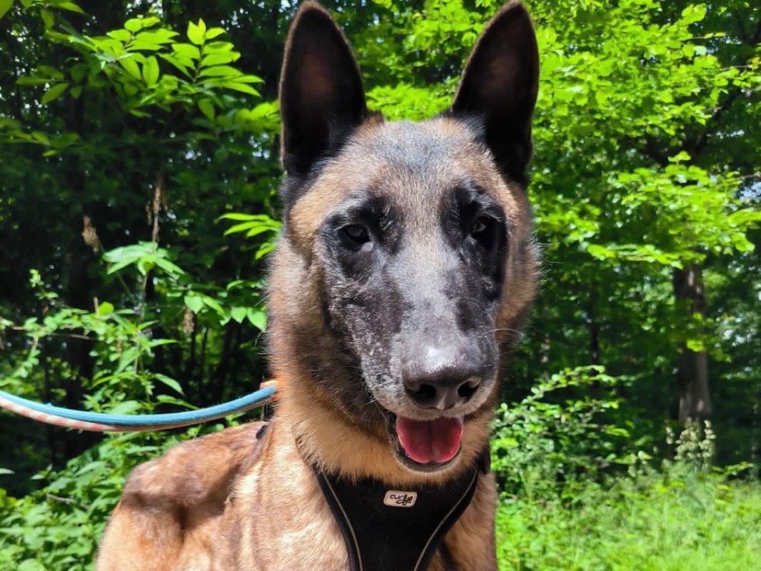 Roméo - Chien Berger Belge Malinois à adopter - photo 3