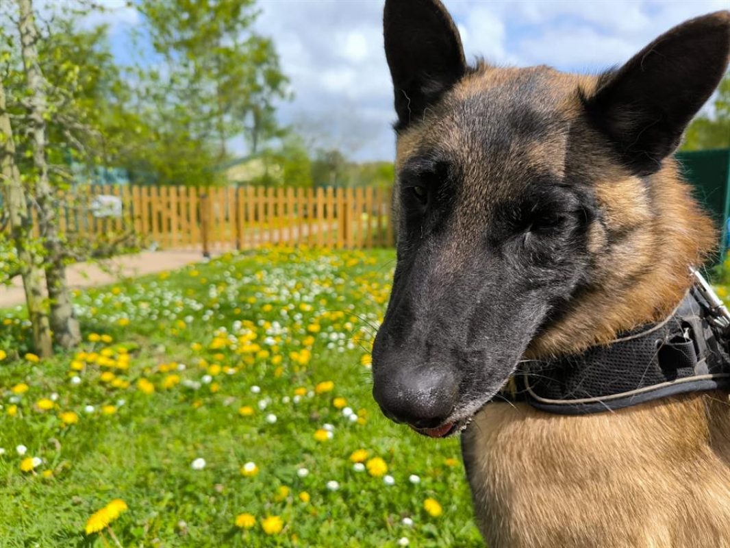 Roméo - Chien Berger Belge Malinois à adopter - photo 4