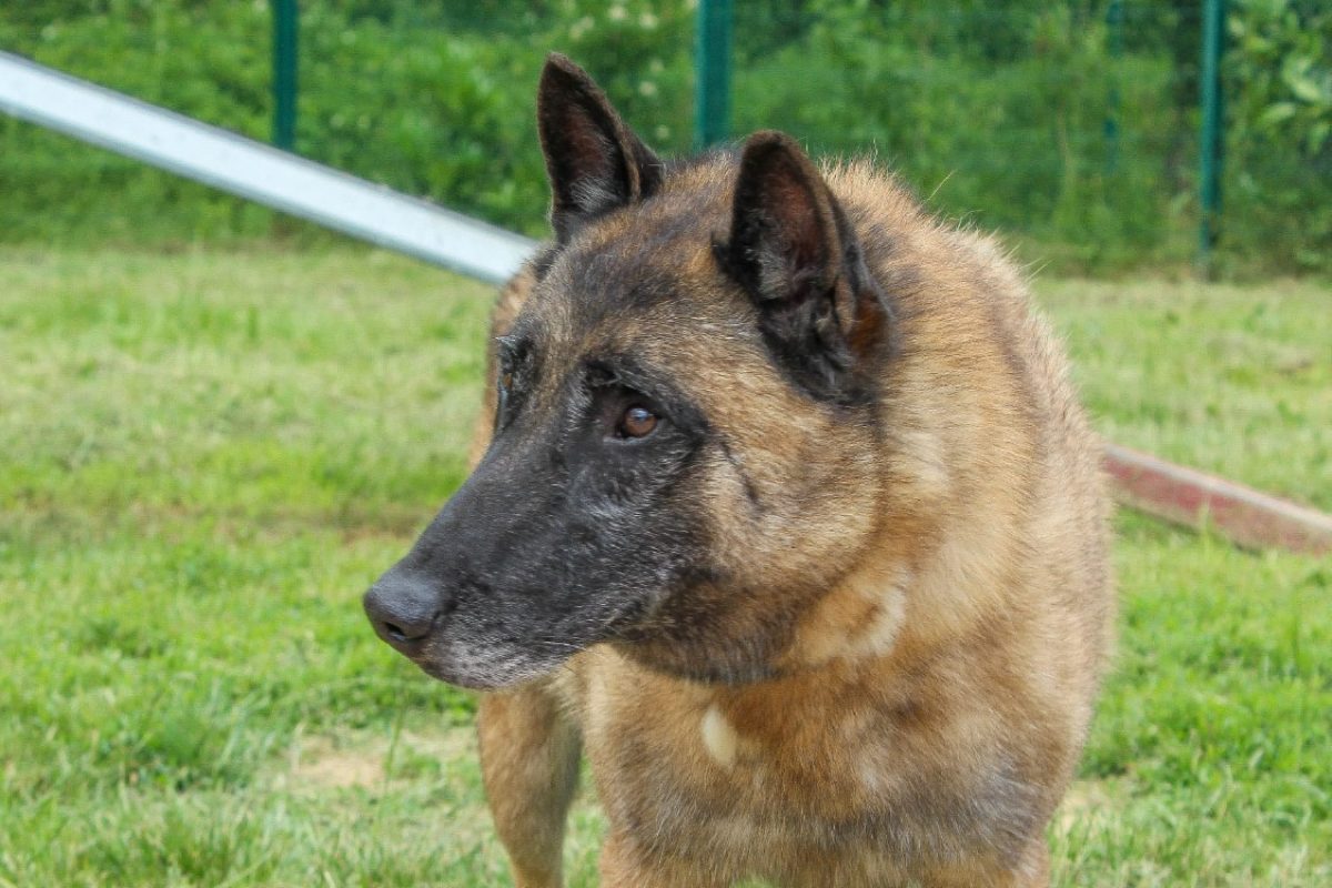 Roméo - Chien Berger Belge Malinois à adopter - photo 5