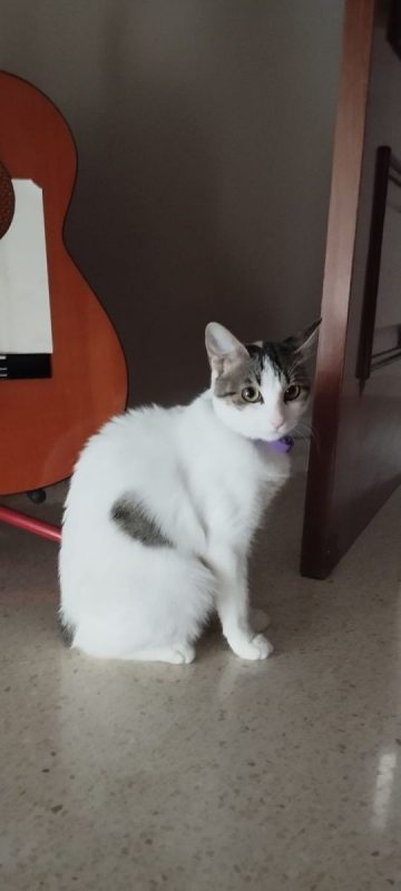 Lulu - Chat à adopter - photo 5