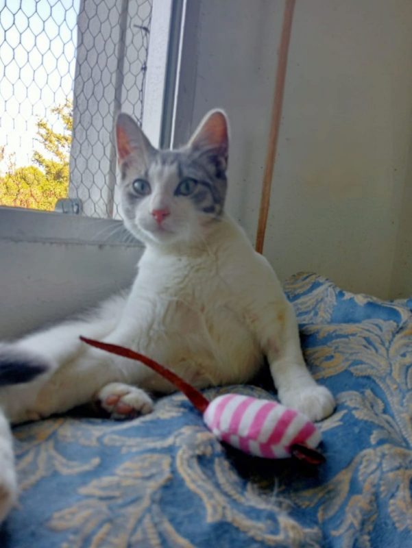 Lulu - Chat à adopter - photo 3