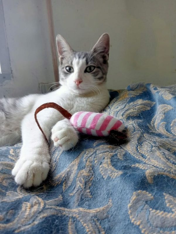 Lulu - Chat à adopter - photo 6