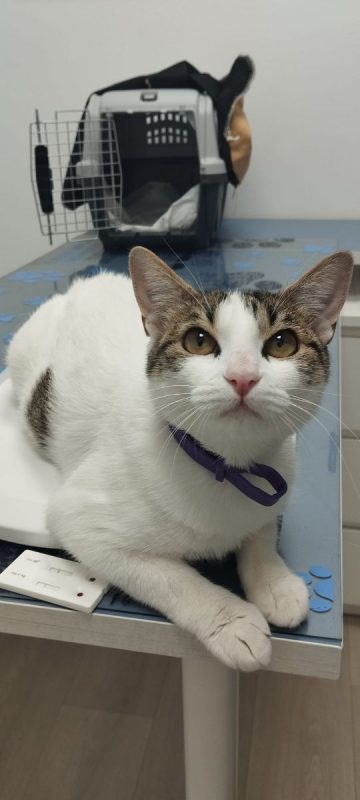 Lulu - Chat à adopter