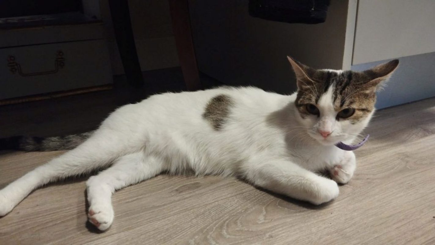 Lulu - Chat à adopter - photo 2