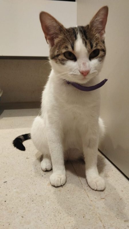 Lulu - Chat à adopter - photo 7
