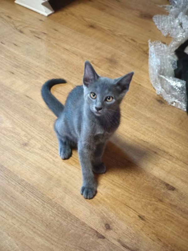 Tirsa - Chat à adopter - photo 3