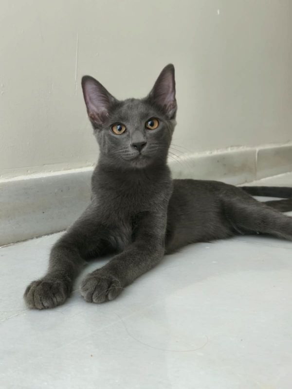 Tirsa - Chat à adopter