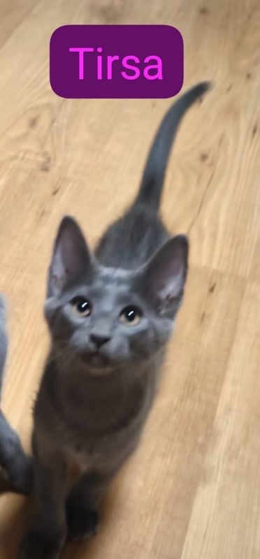 Tirsa - Chat à adopter - photo 2