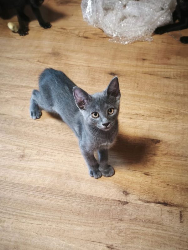Tirsa - Chat à adopter - photo 4