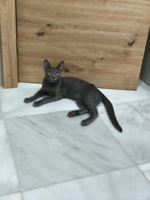 Nube - Chat à adopter - photo 4