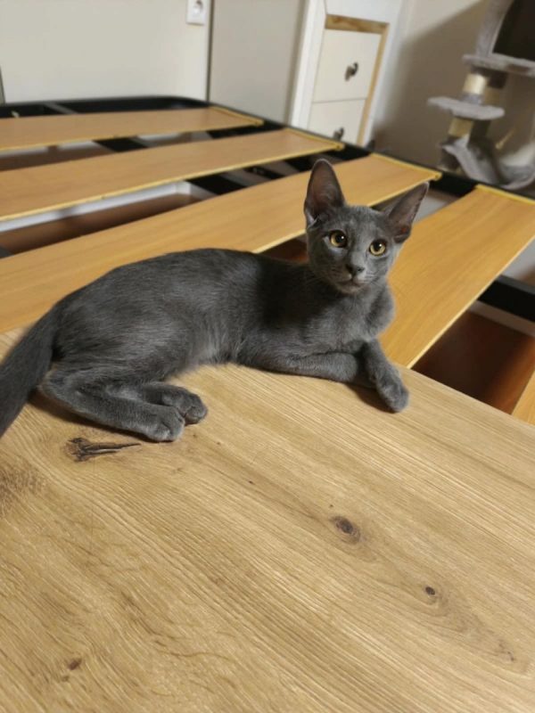 Nube - Chat à adopter - photo 7
